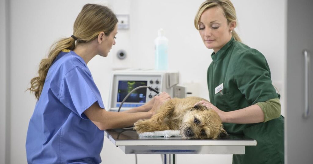 Is Veterinary Tech A Good Career?