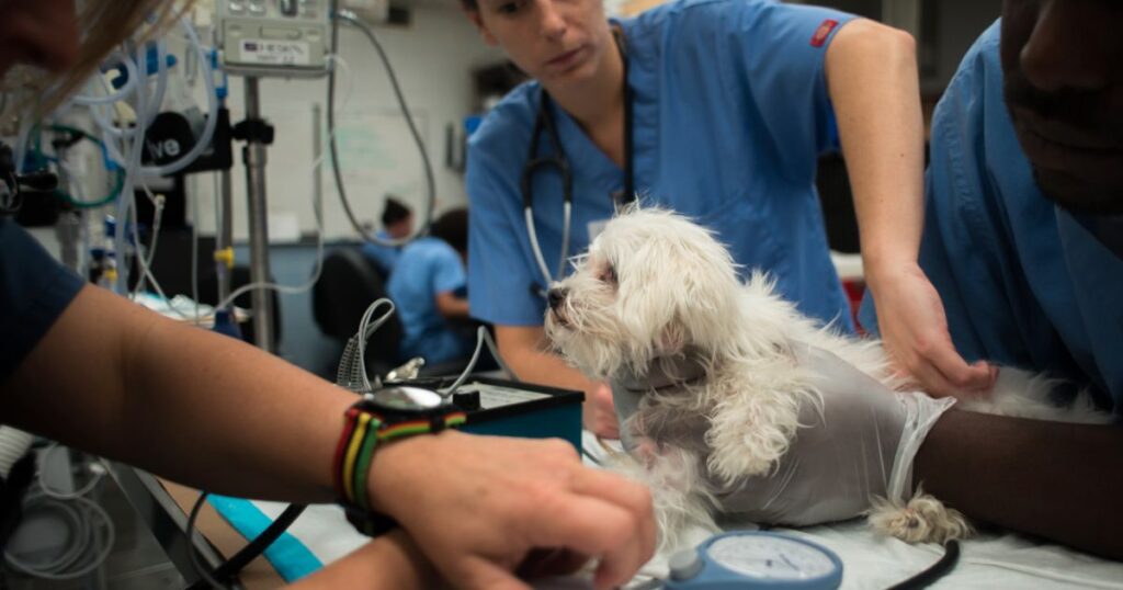 Where Do Vet Techs Make The Most?