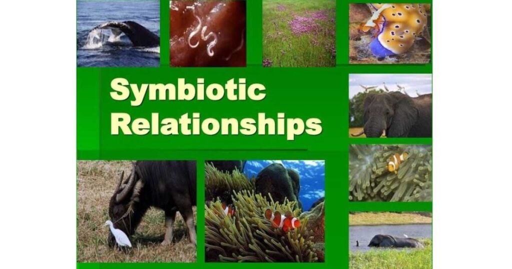 What Is A Symbiotic Relationship Flowers And Bees Edn Tech?